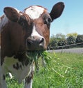 Ayrshire Cow Eating Royalty Free Stock Photo