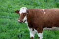 Ayrshire cow in the field, Ireland Royalty Free Stock Photo