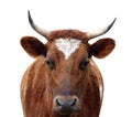 Ayrshire Cow with Horns Royalty Free Stock Photo