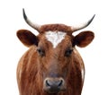 Ayrshire Cow with Horns