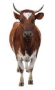 Ayrshire Cow with Horns Royalty Free Stock Photo