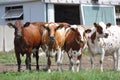 Ayrshire Cows in Barn yard S/W Ontario Royalty Free Stock Photo