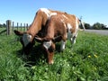 Ayrshire Cows Grazing