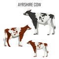 Ayrshire cows isolated on white. Vector illustration of dairy cattle