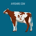 Ayrshire cows isolated on white. Vector illustration of dairy cattle