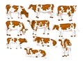 Ayrshire red and white patched coat breed cattles set. Royalty Free Stock Photo