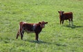 Ayrshires are recognized as one of the most beautiful of the dairy cattle breeds