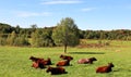 Ayrshires are recognized as one of the most beautiful of the dairy cattle breeds