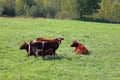 Ayrshires are recognized as one of the most beautiful of the dairy cattle breeds