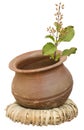 Ayurveda Holy Basil/tulasi in a clay pot Royalty Free Stock Photo