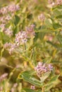 Ayurveda Medicinal Plant Calotropis Gigantea Royalty Free Stock Photo