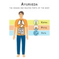 Ayurveda vector illustration. The doshas and related parts of the body.