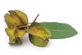 Ayurvedic arjun fruit Royalty Free Stock Photo