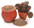 Ayurvedic arjun with ground powder Royalty Free Stock Photo