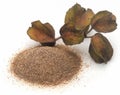 Ayurvedic arjun with ground powder Royalty Free Stock Photo