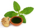 Ayurvedic combination of holy basil and ginger Royalty Free Stock Photo