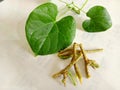 Ayurvedic herb giloy leaf and stem