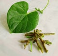 Ayurvedic herb giloy leaf and stems Royalty Free Stock Photo
