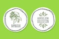 Ayurvedic Herb - Product Label with Sambucus