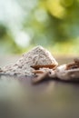 Ayurvedic herb Satavari with its powder on wooden surface. Royalty Free Stock Photo