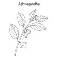 Ayurvedic Herb Withania somnifera, known as ashwagandha, Indian ginseng, poison gooseberry, or winter cherry