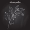 Ayurvedic Herb Withania somnifera, known as ashwagandha, Indian ginseng, poison gooseberry, or winter cherry