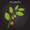 Ayurvedic Herb Withania somnifera, known as ashwagandha, Indian ginseng, poison gooseberry, or winter cherry