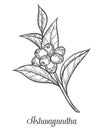 Ayurvedic Herb Withania somnifera, known as ashwagandha, Indian ginseng, poison gooseberry, or winter cherry. Hand drawn engraved Royalty Free Stock Photo