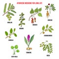 Ayurvedic herbs, natural botanical set. Hand drawn vector illustration Royalty Free Stock Photo