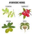 Ayurvedic herbs set isolated on white. Gymnema, sambucus, maca, arjuna Royalty Free Stock Photo