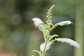 A Ayurvedic medicinal tulsi flower