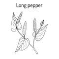 Ayurvedic plant Long pepper Piper longum , pippali.