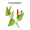 Ayurvedic plant Long pepper Piper longum , pippali. Royalty Free Stock Photo