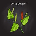 Ayurvedic plant Long pepper Piper longum , pippali. Royalty Free Stock Photo