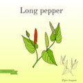Ayurvedic plant Long pepper, pippali