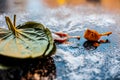 Ayurvedic remedy for sour throat consisting of betel leaves, turmeric, and salt on a black wooden surface. Royalty Free Stock Photo