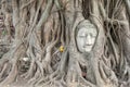 Ayuthaya Buddha head