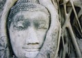 Ayuthaya buddhas head banyan tree thailand