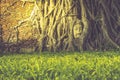 Ayutthaya Buddha Head in Tree Roots