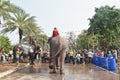 elephant splashing water between tourist in Songkarn festival