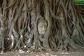 AYUTTHAYA, THAILAND - August, 2016: Head of Buddha statue in the tree roots at Wat Mahathat temple, Ayutthaya, Thailand Royalty Free Stock Photo