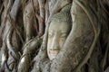 AYUTTHAYA, THAILAND - August, 2016: Head of Buddha statue in the tree roots at Wat Mahathat temple, Ayutthaya, Thailand Royalty Free Stock Photo