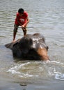 Ayutthaya, Thailand: Boy Riding Elephant