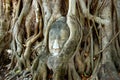 Ayutthaya, Thailand: Buddha in Tree Roots Royalty Free Stock Photo