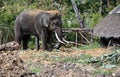 Ayutthaya, Thailand: Bull Elephant