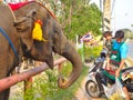 AYUTTHAYA THAILAND-28 FEBRUARY 2019:Ayutthaya Elephant Palace & Royal Kraal Father and son are feeding bananas that are bananas.on