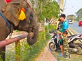 AYUTTHAYA THAILAND-28 FEBRUARY 2019:Ayutthaya Elephant Palace & Royal Kraal Father and son are feeding bananas that are bananas.on