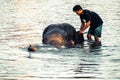 AYUTTHAYA, THAILAND - JANUARY 2019: Trainers bathing elephantsin river in evening and playing with the elephant hidden place in Royalty Free Stock Photo