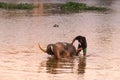 AYUTTHAYA, THAILAND - JANUARY 2019: Trainers bathing elephantsin river in evening and playing with the elephant hidden place in Royalty Free Stock Photo