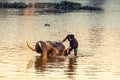 AYUTTHAYA, THAILAND - JANUARY 2019: Trainers bathing elephantsin river in evening and playing with the elephant hidden place in Royalty Free Stock Photo